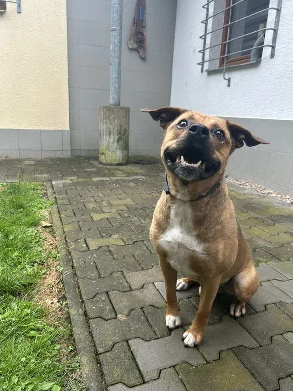 Rocky, male mixed breed for adoption at Azyl pro zvířata Hradec Králové, Hradec Králové-Hradec Králové 9