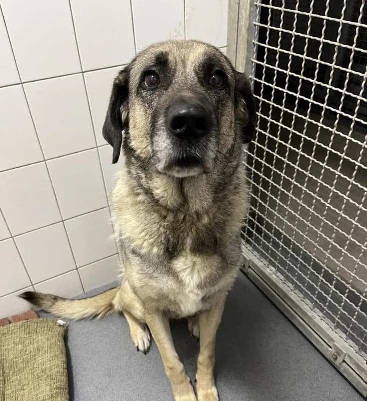 Zita - v dočasné péči, female mixed breed for adoption at Azyl pro zvířata Hradec Králové