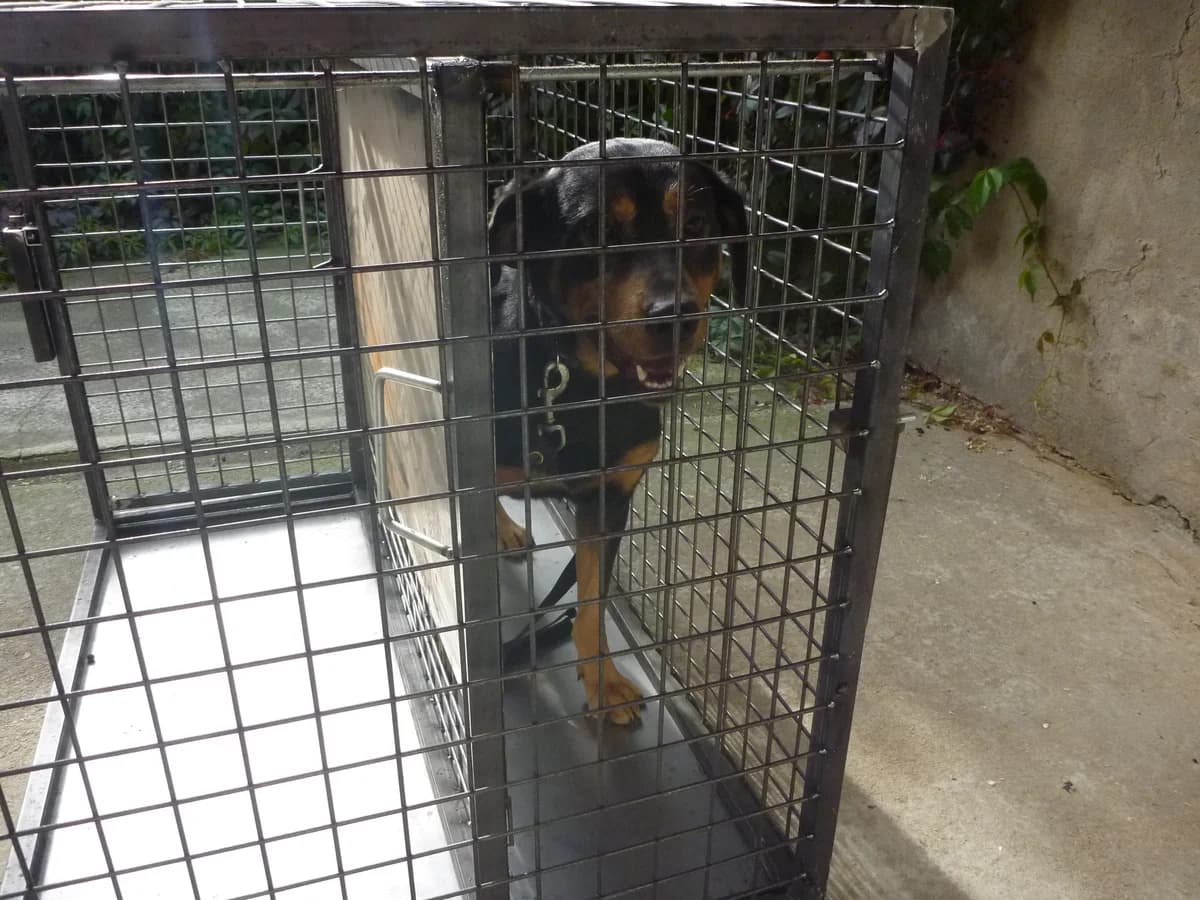 Klec nejen na očkování,  Mixed Breed for adoption at AZYL-PES, 464 01 Krásný Les