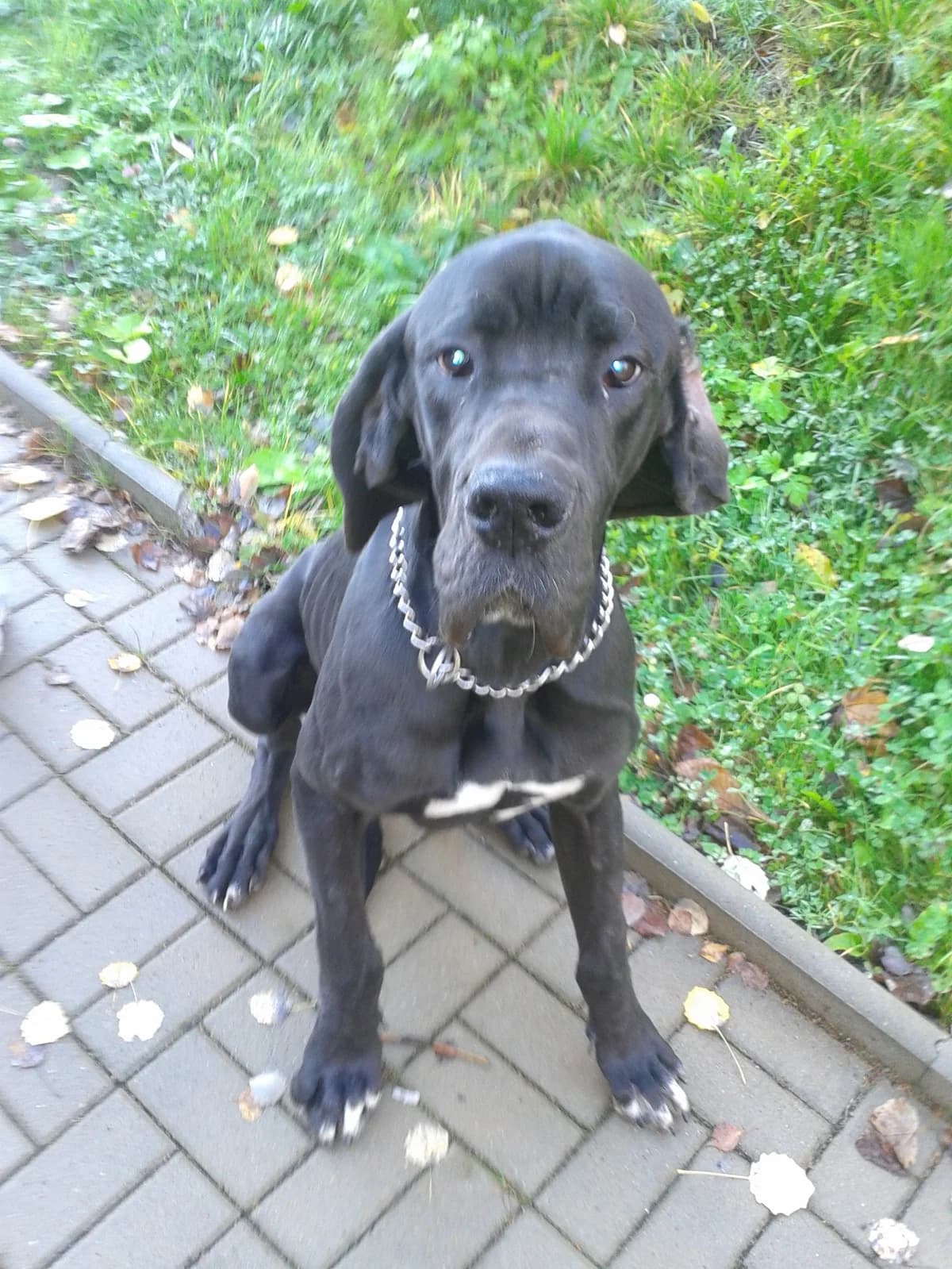 Hledá se doga jménem Gucii!,  Mixed Breed for adoption at AZYL-PES, 464 01 Krásný Les