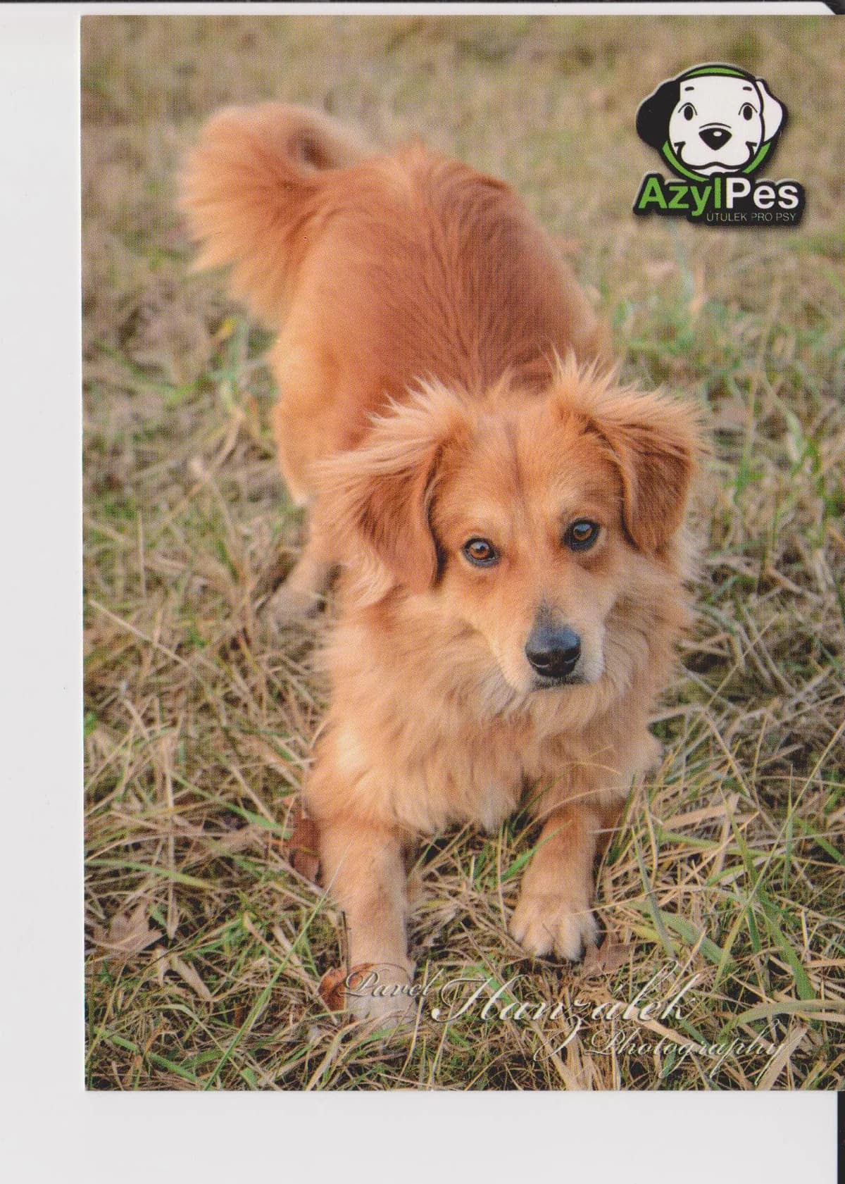 Pohledy s fotkami pejsků z útulku,  Mixed Breed for adoption at AZYL-PES, 464 01 Krásný Les