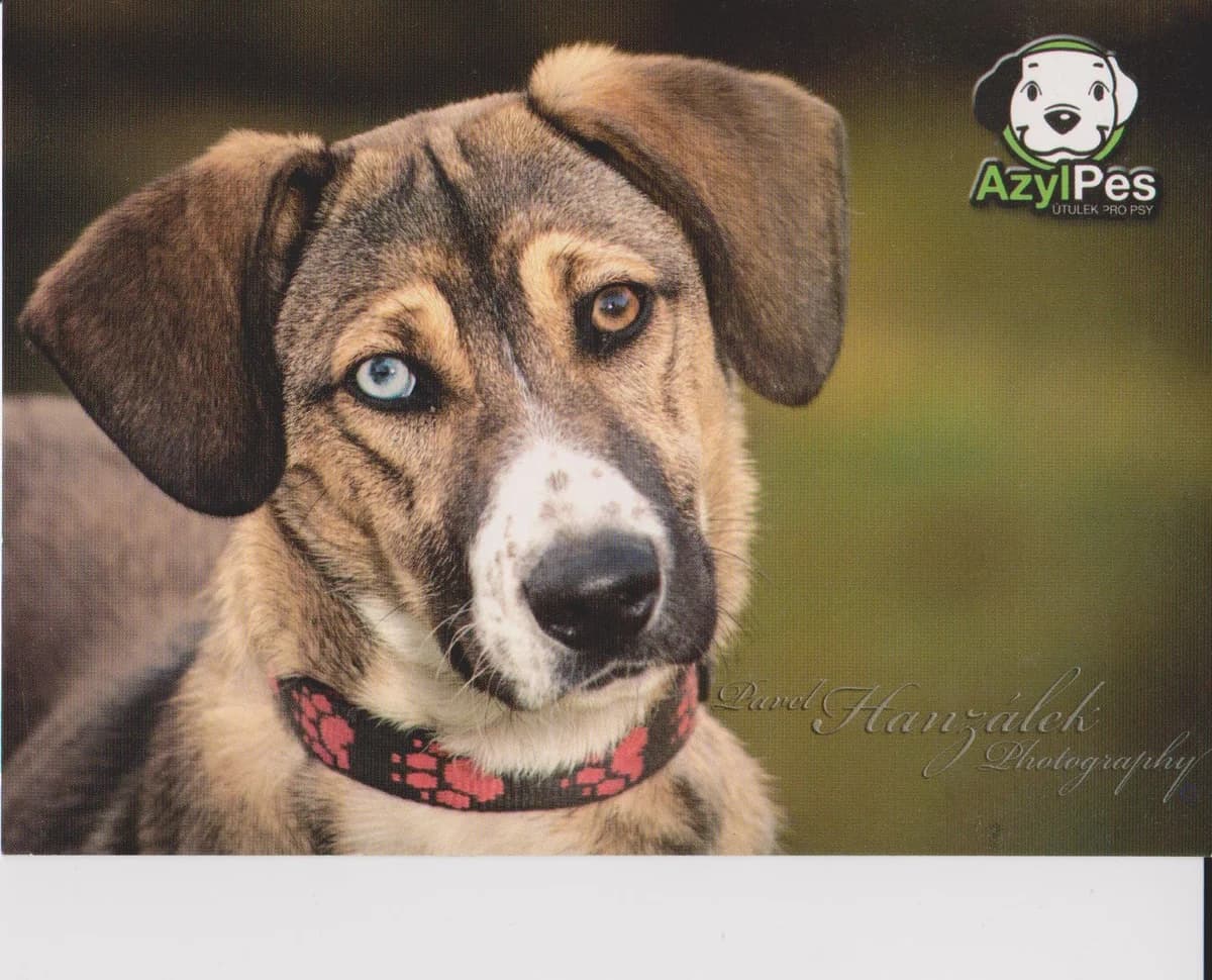 Pohled Laky,  Mixed Breed for adoption at AZYL-PES, 464 01 Krásný Les