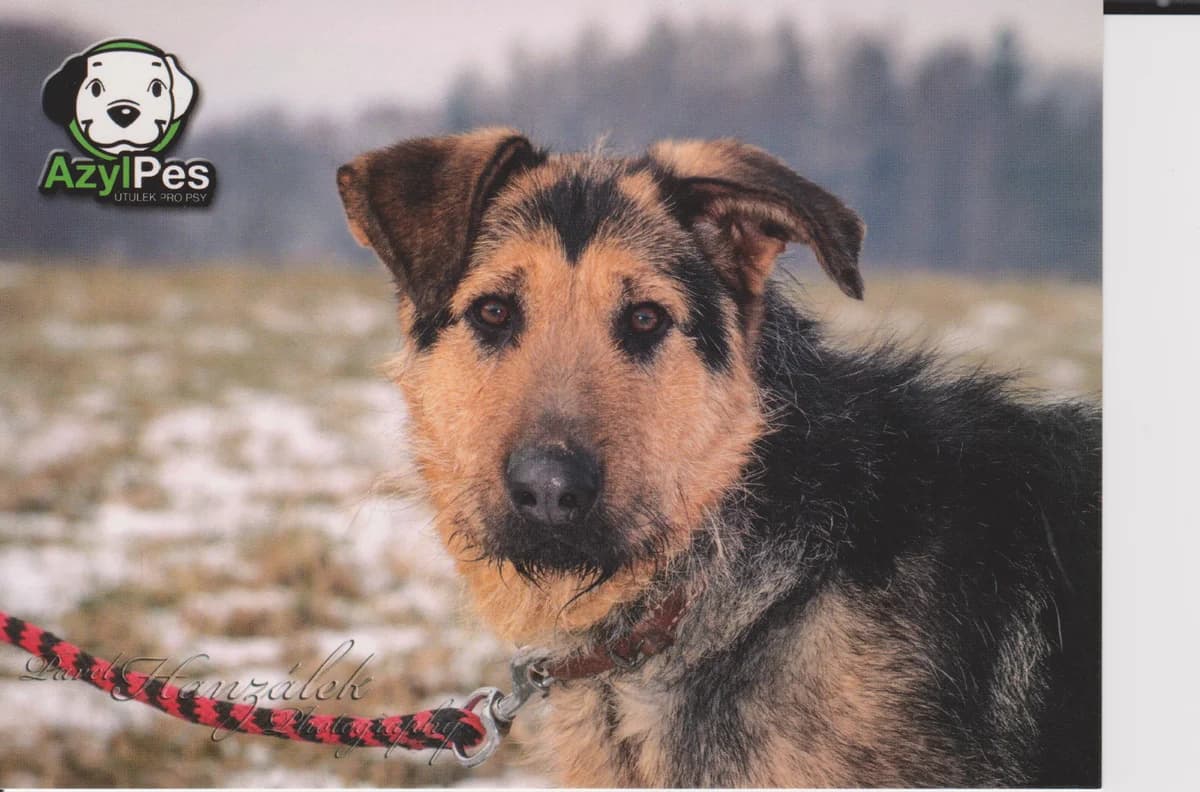 Pohled Elza,  Mixed Breed for adoption at AZYL-PES, 464 01 Krásný Les