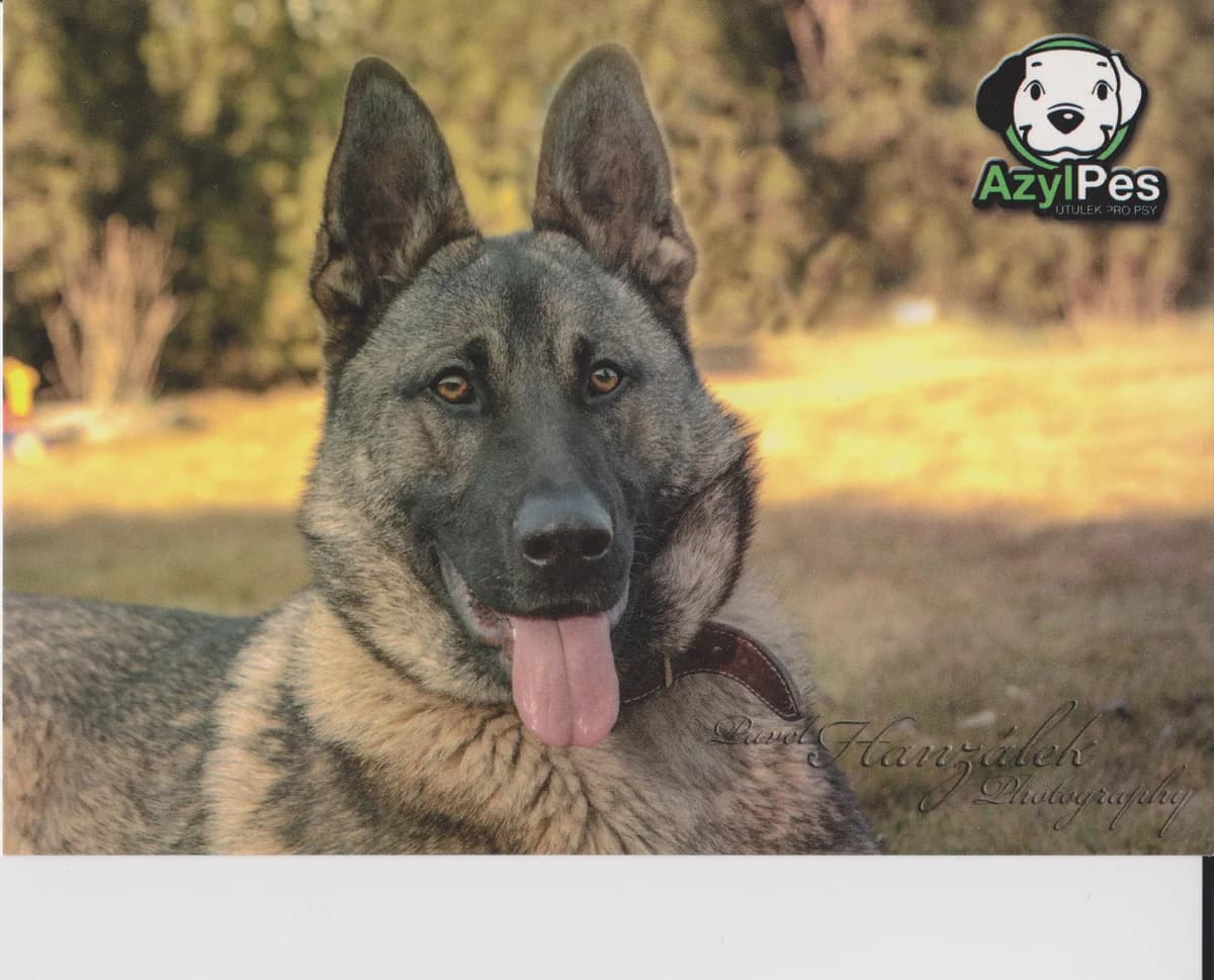 Argo pohled,  Mixed Breed for adoption at AZYL-PES, 464 01 Krásný Les