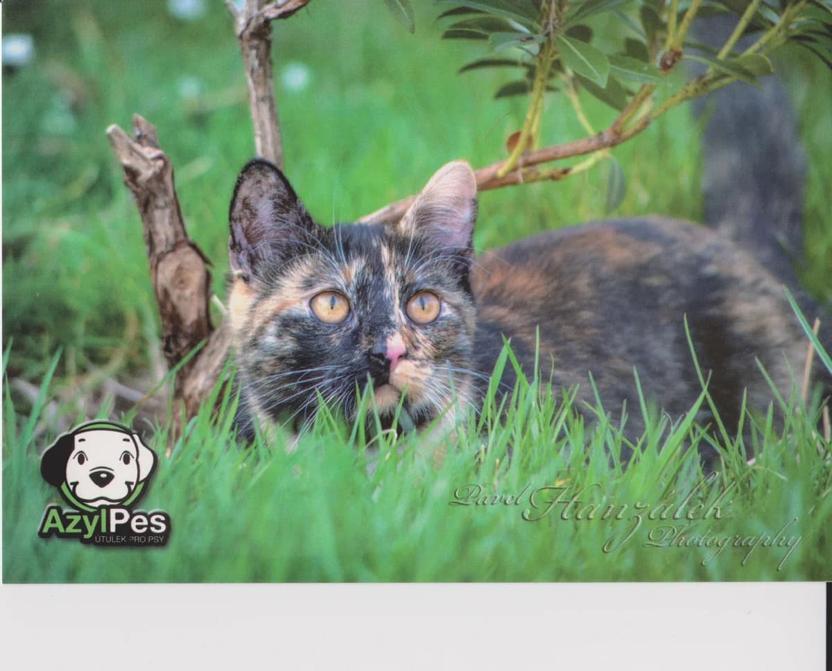 Pohled Micinka,  Mixed Breed for adoption at AZYL-PES, 464 01 Krásný Les