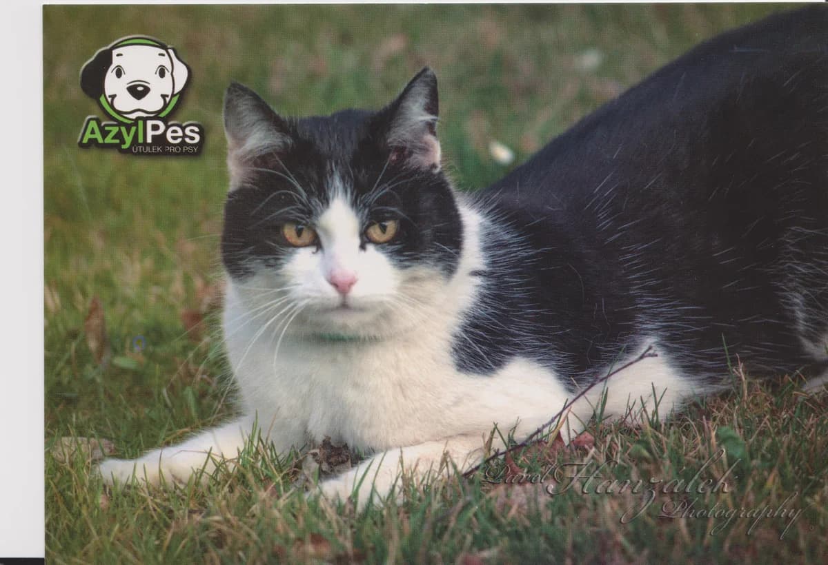 Pohled Mína,  Mixed Breed for adoption at AZYL-PES, 464 01 Krásný Les