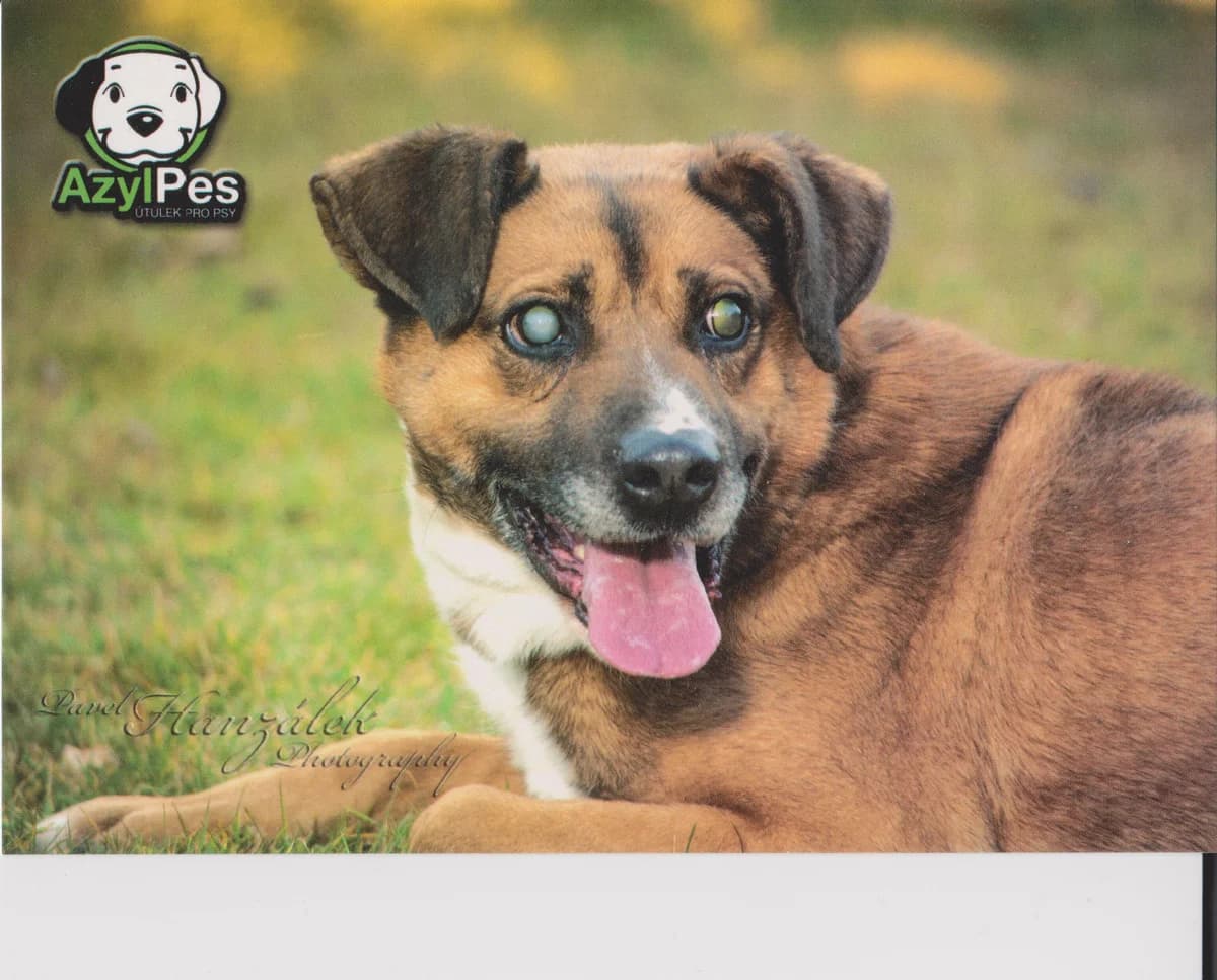 Pohled slepý Teddy,  Mixed Breed for adoption at AZYL-PES, 464 01 Krásný Les