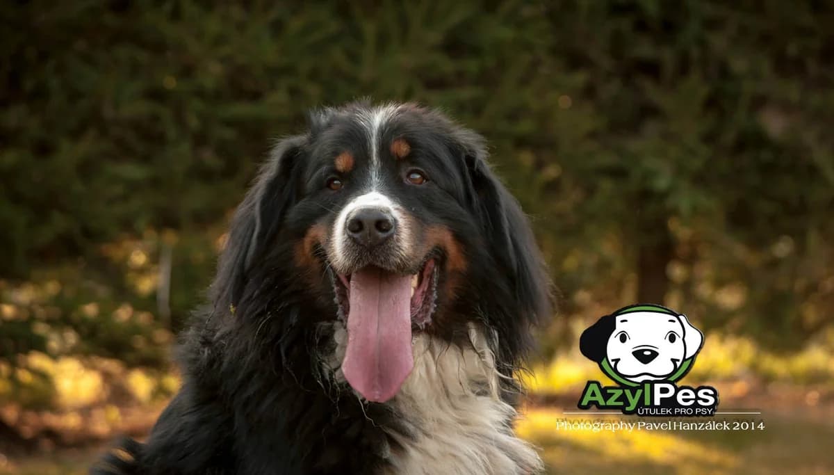 Pohled Baron,  Mixed Breed for adoption at AZYL-PES, 464 01 Krásný Les