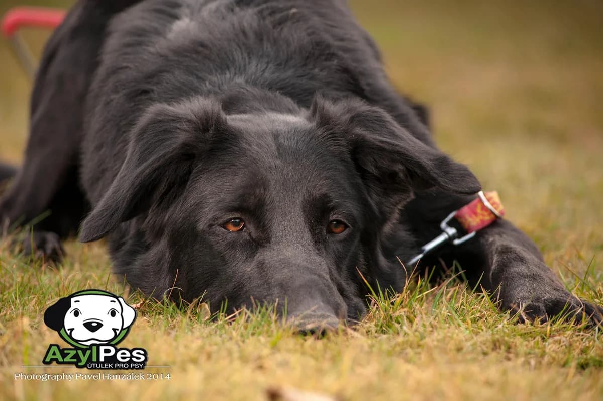 Pohled Bak,  Mixed Breed for adoption at AZYL-PES, 464 01 Krásný Les