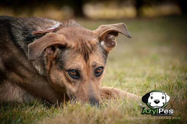 Pohled Dyk,  Mixed Breed for adoption at AZYL-PES, 464 01 Krásný Les