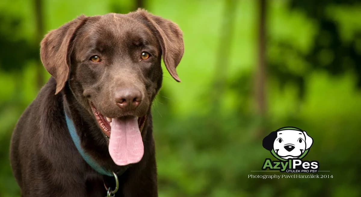 Pohled Larry,  Mixed Breed for adoption at AZYL-PES, 464 01 Krásný Les