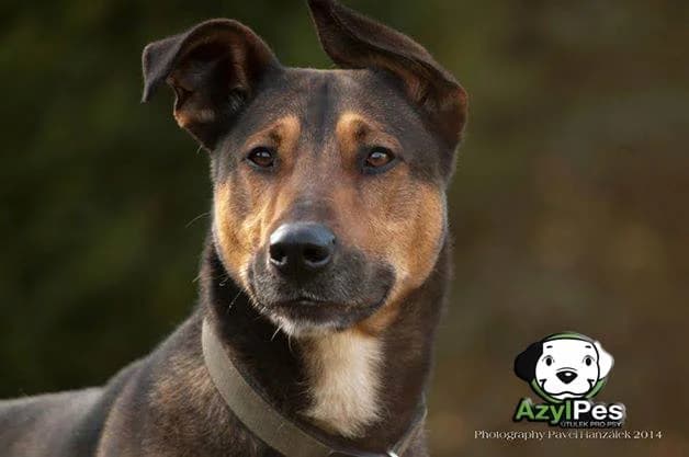 Pohled Falko,  Mixed Breed for adoption at AZYL-PES, 464 01 Krásný Les