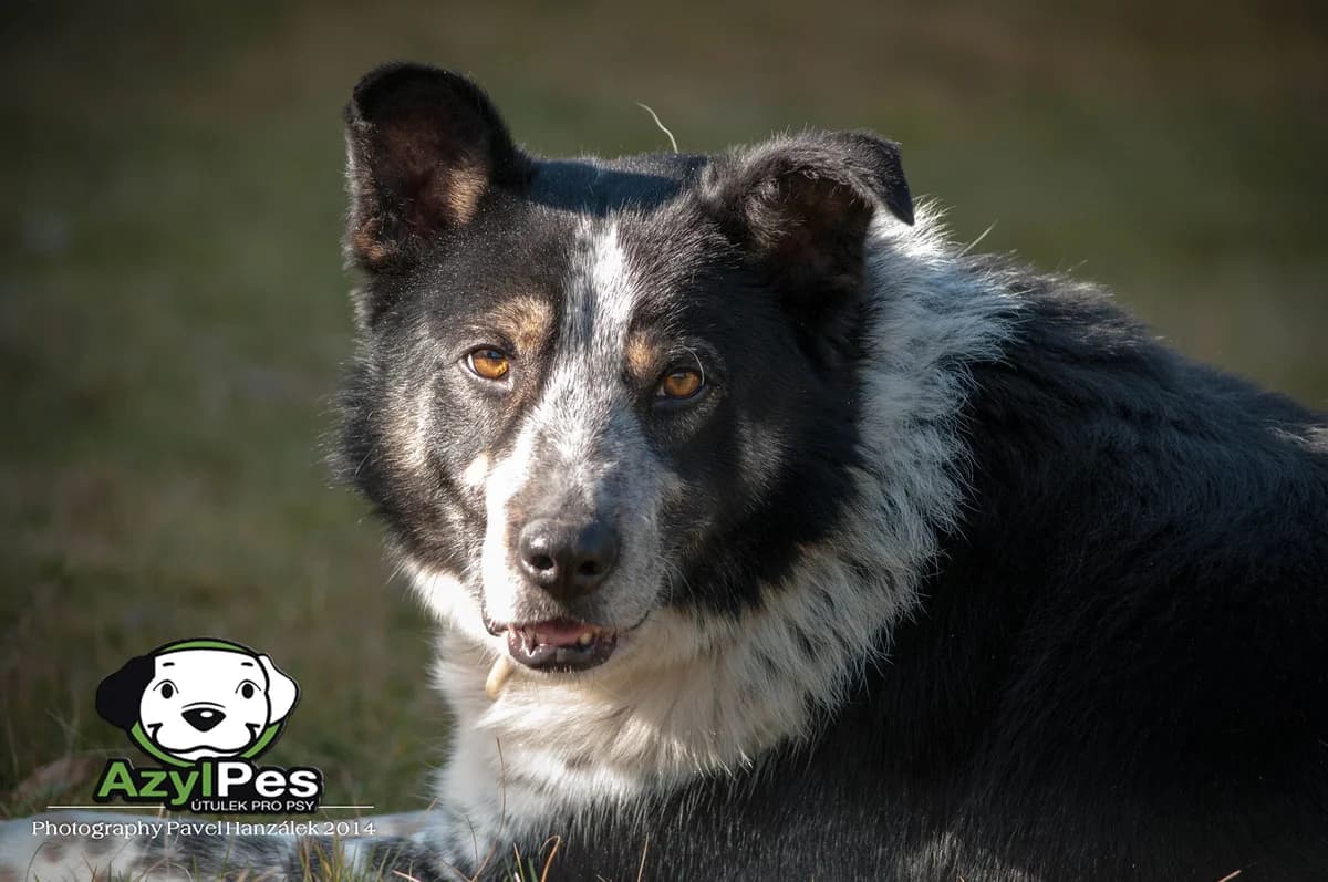 Pohled Alan,  Mixed Breed for adoption at AZYL-PES, 464 01 Krásný Les