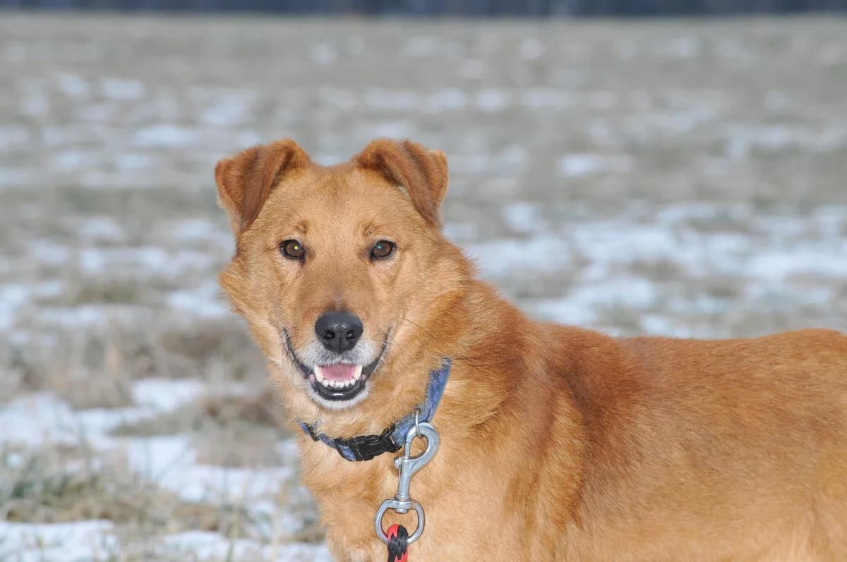 Pohled Zrzek,  Mixed Breed for adoption at AZYL-PES, 464 01 Krásný Les