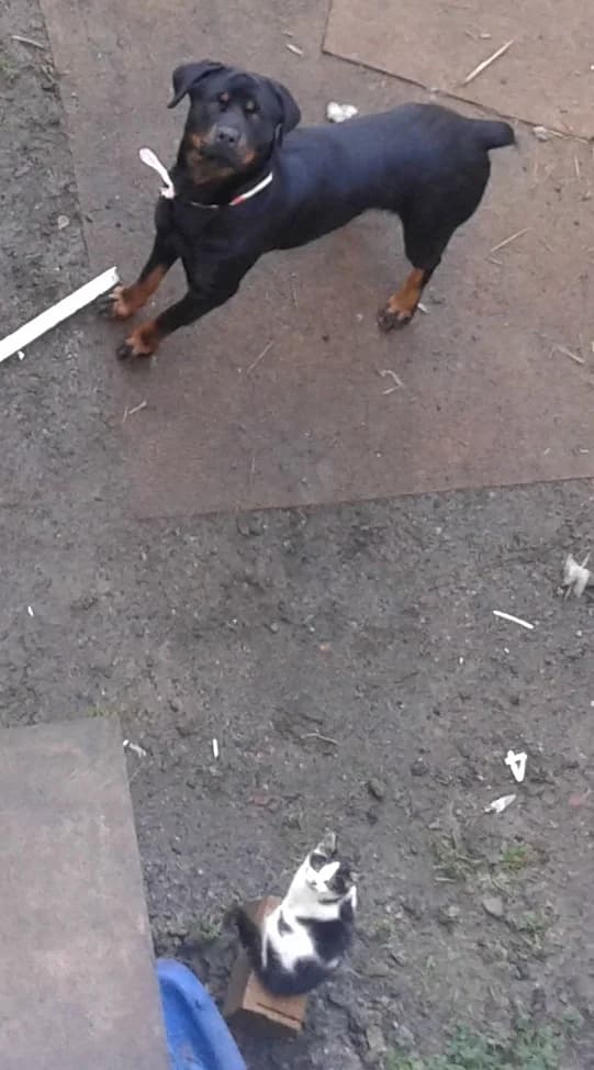 Corazón, male puppy Mixed Breed for adoption at Adoptamics