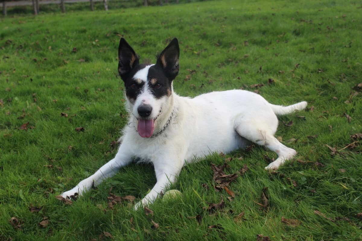Tomík, male Mixed Breed for adoption at AZYL-PES, 464 01 Krásný Les