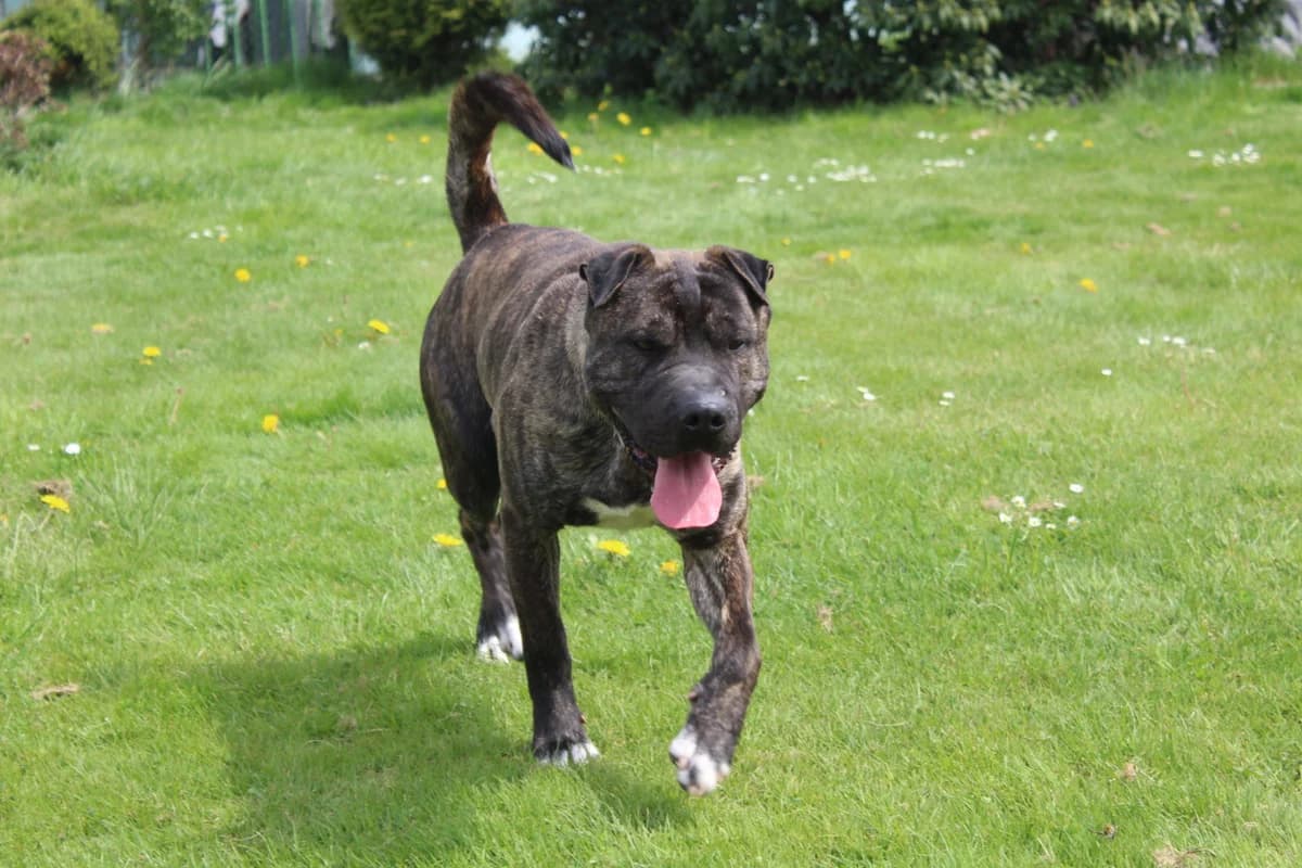 Nammers, male Mixed Breed for adoption at AZYL-PES, 464 01 Krásný Les