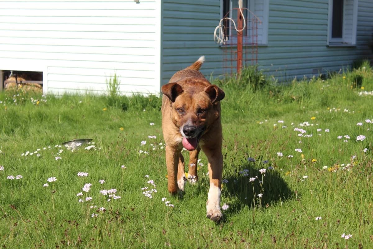 Lexa, male Mixed Breed for adoption at AZYL-PES, 464 01 Krásný Les