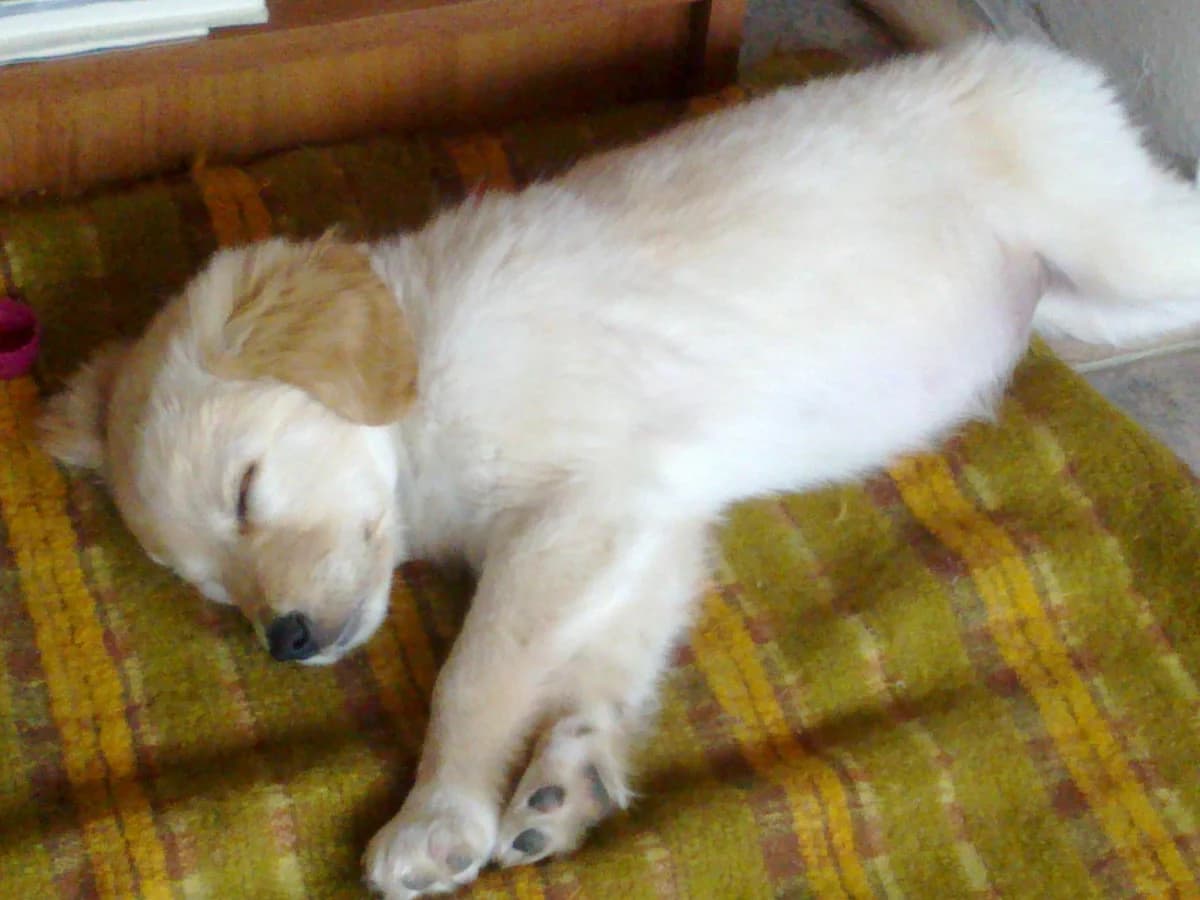 Guisante, male Mixed Breed for adoption at A.D.A. Noguera