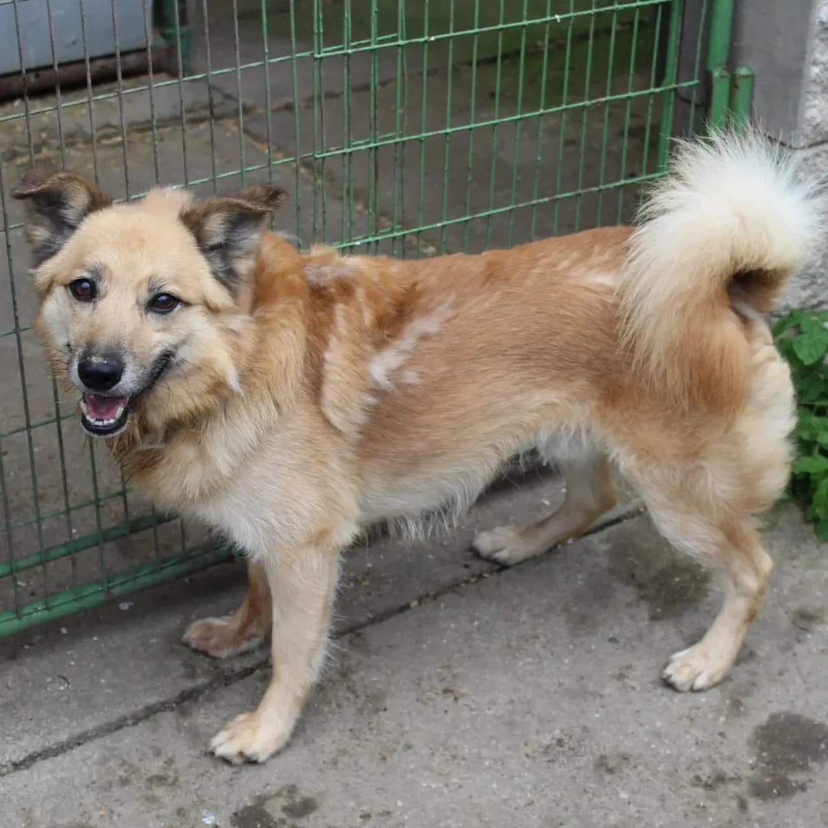 Šmudla, male Mixed Breed for adoption at AZYL-PES, 464 01 Krásný Les