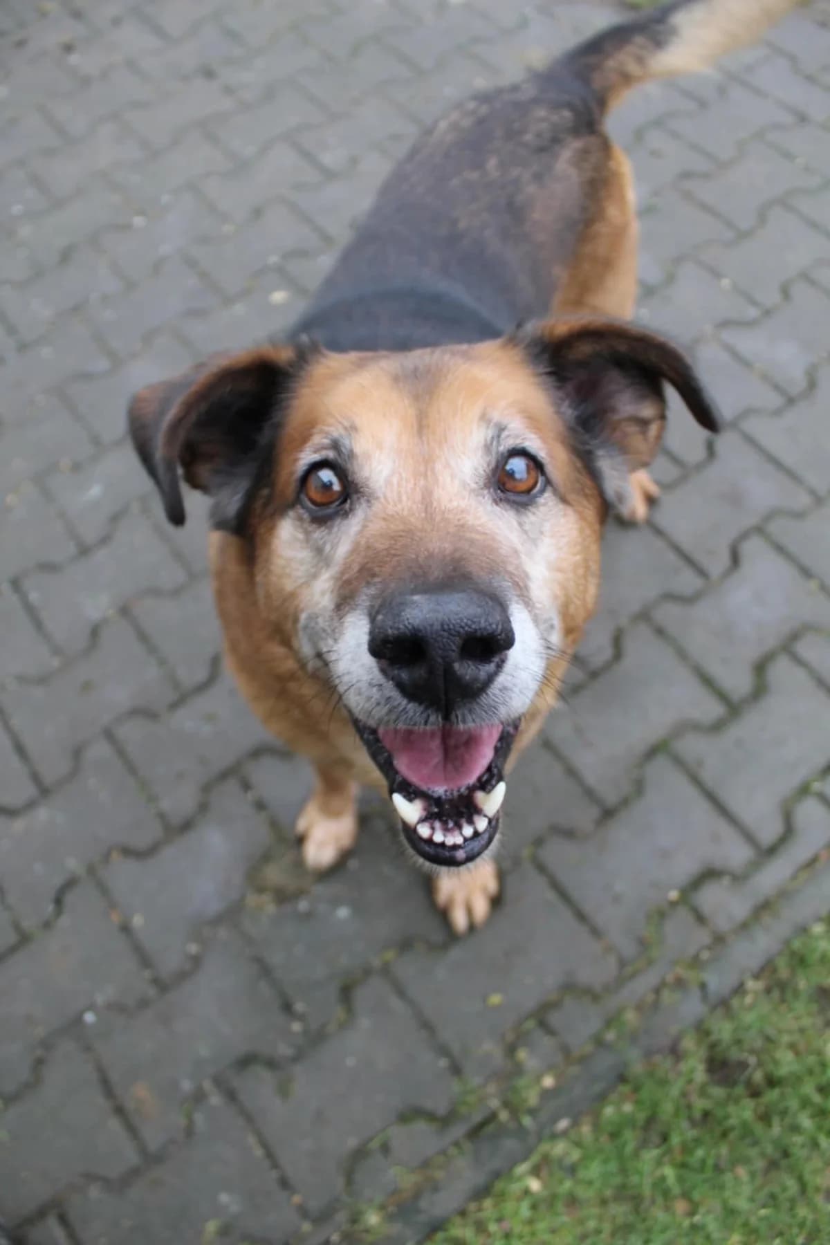 Lexa 2, male Mixed Breed for adoption at AZYL-PES, 464 01 Krásný Les