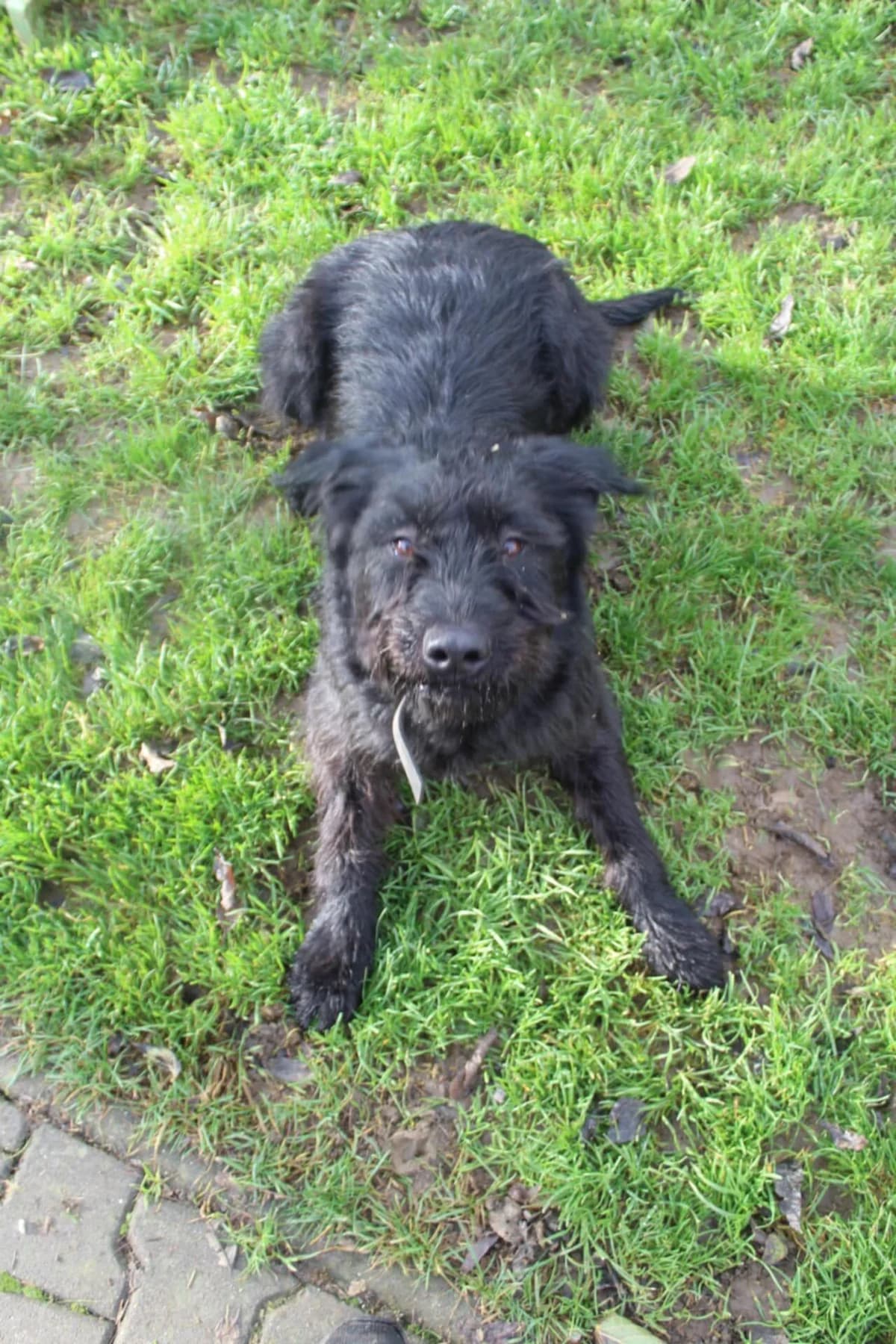 Nella, female Mixed Breed for adoption at AZYL-PES, 464 01 Krásný Les