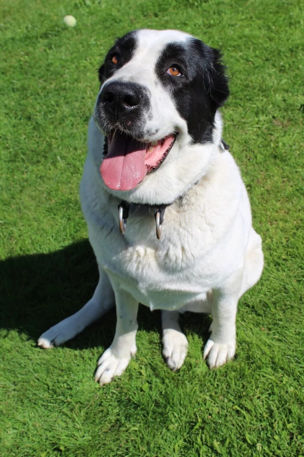 Terezka, female Mixed Breed for adoption at AZYL-PES, 464 01 Krásný Les
