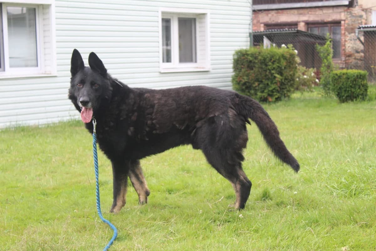 Ben, male Mixed Breed for adoption at AZYL-PES, 464 01 Krásný Les