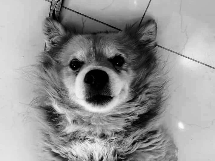 Zeus, male Mixed Breed for adoption at Cool Critters