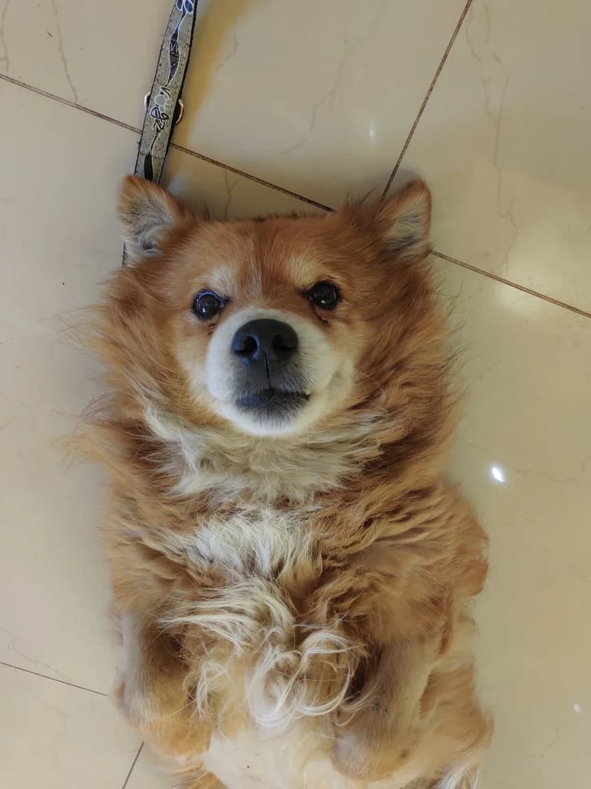 Zeus, male Mixed Breed for adoption at Cool Critters, Cool Critters photo 2