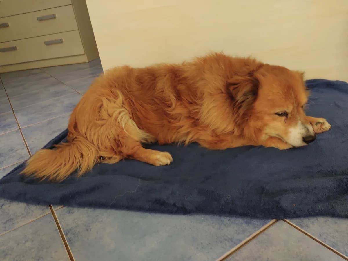 Zeus, male Mixed Breed for adoption at Cool Critters, Cool Critters photo 3