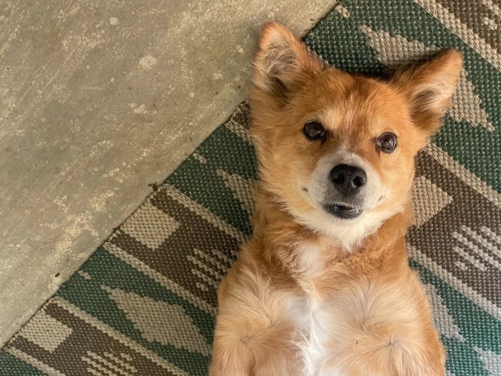 Zeus, male Mixed Breed for adoption at Cool Critters, Cool Critters photo 4