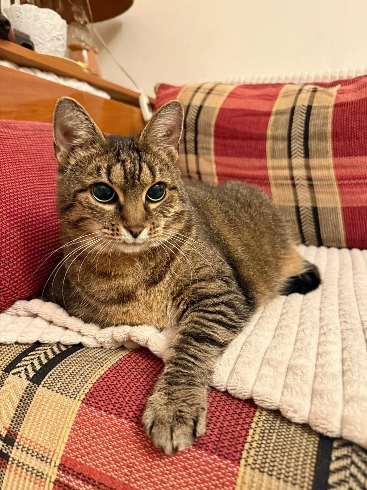 Penny Lane, male Mixed Breed for adoption at Cool Critters