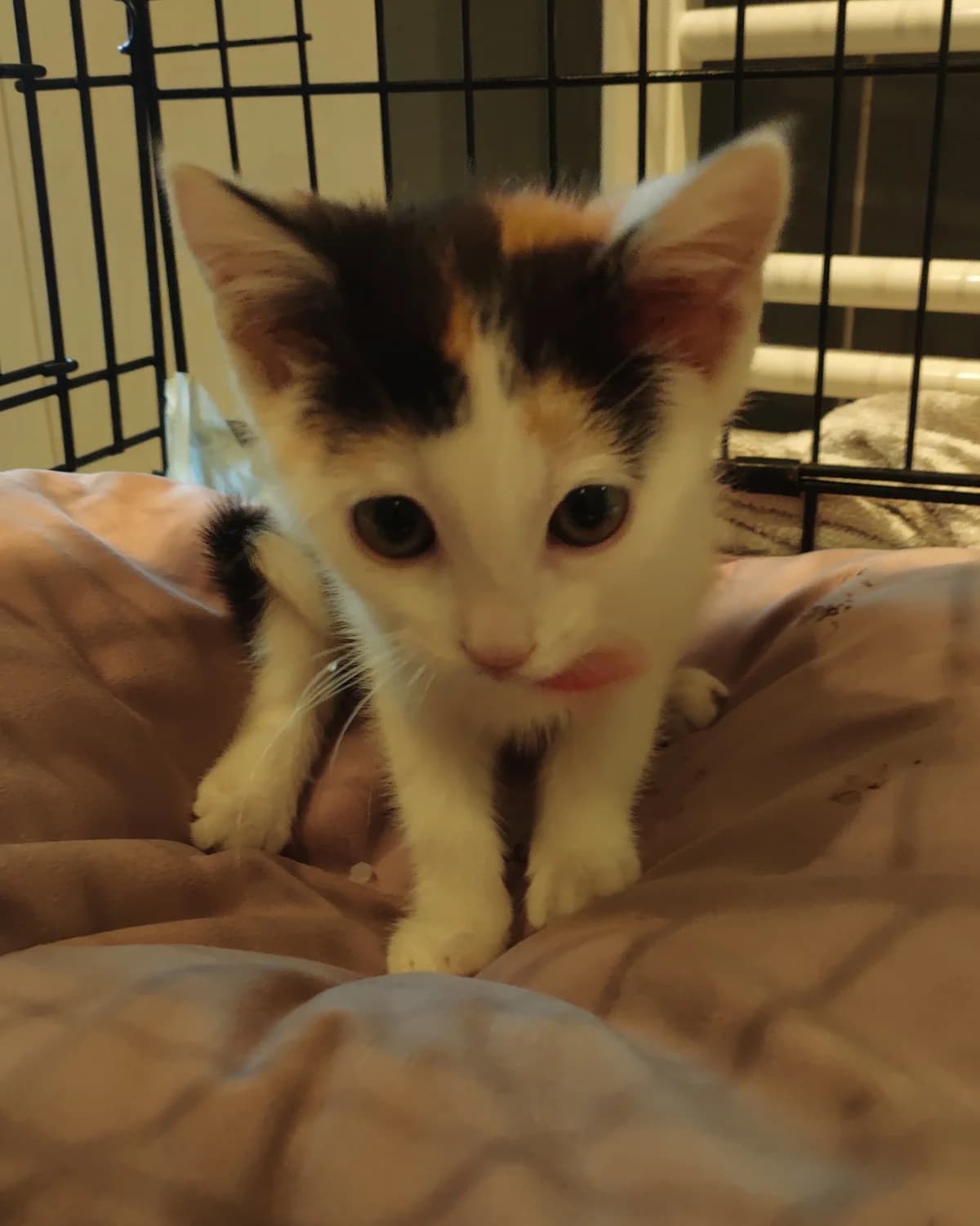 Pom-Pom, male Mixed Breed for adoption at Cool Critters, Cool Critters photo 2