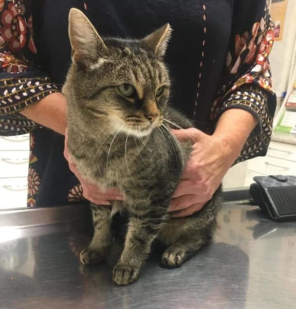 Kitty, male Mixed Breed for adoption at Cool Critters, Cool Critters photo 2