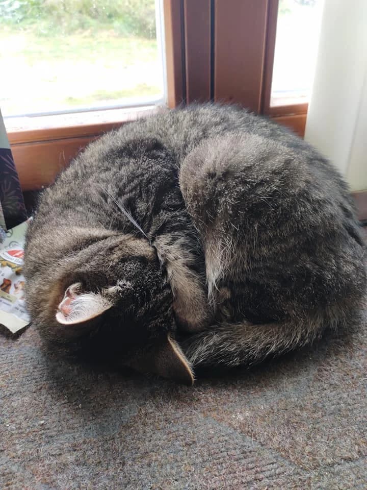 Kitty, male Mixed Breed for adoption at Cool Critters, Cool Critters photo 3