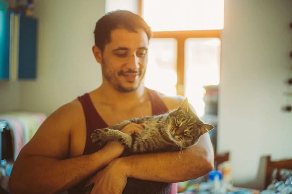 Kitty, male Mixed Breed for adoption at Cool Critters, Cool Critters photo 4