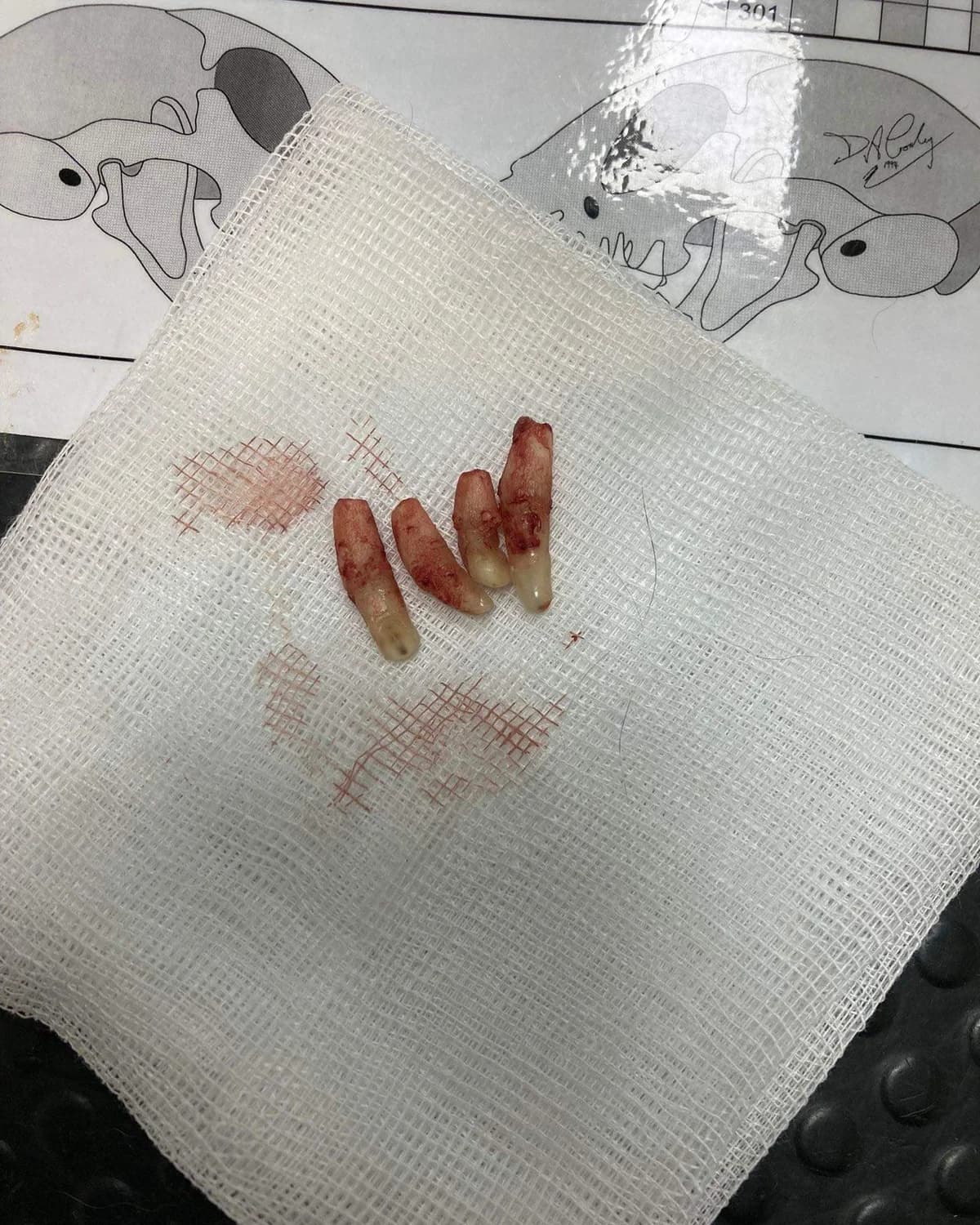 Ziti, male Mixed Breed for adoption at Cool Critters, Cool Critters photo 2