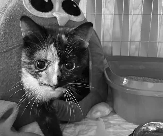 Vanessa, male Mixed Breed for adoption at Cool Critters