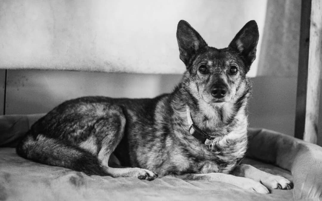 Minnie,  Mixed Breed for adoption at Cool Critters