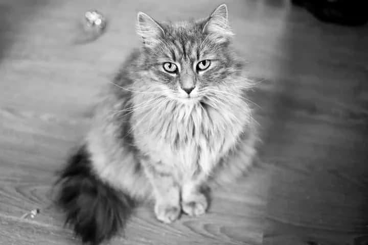 Bler, male Mixed Breed for adoption at Cool Critters