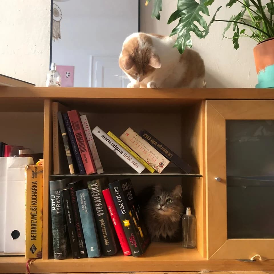 Bler, male Mixed Breed for adoption at Cool Critters, Cool Critters photo 2