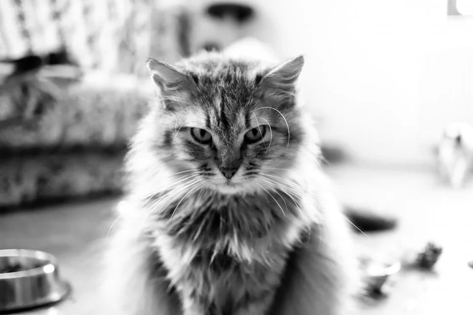 Alysa, male Mixed Breed for adoption at Cool Critters