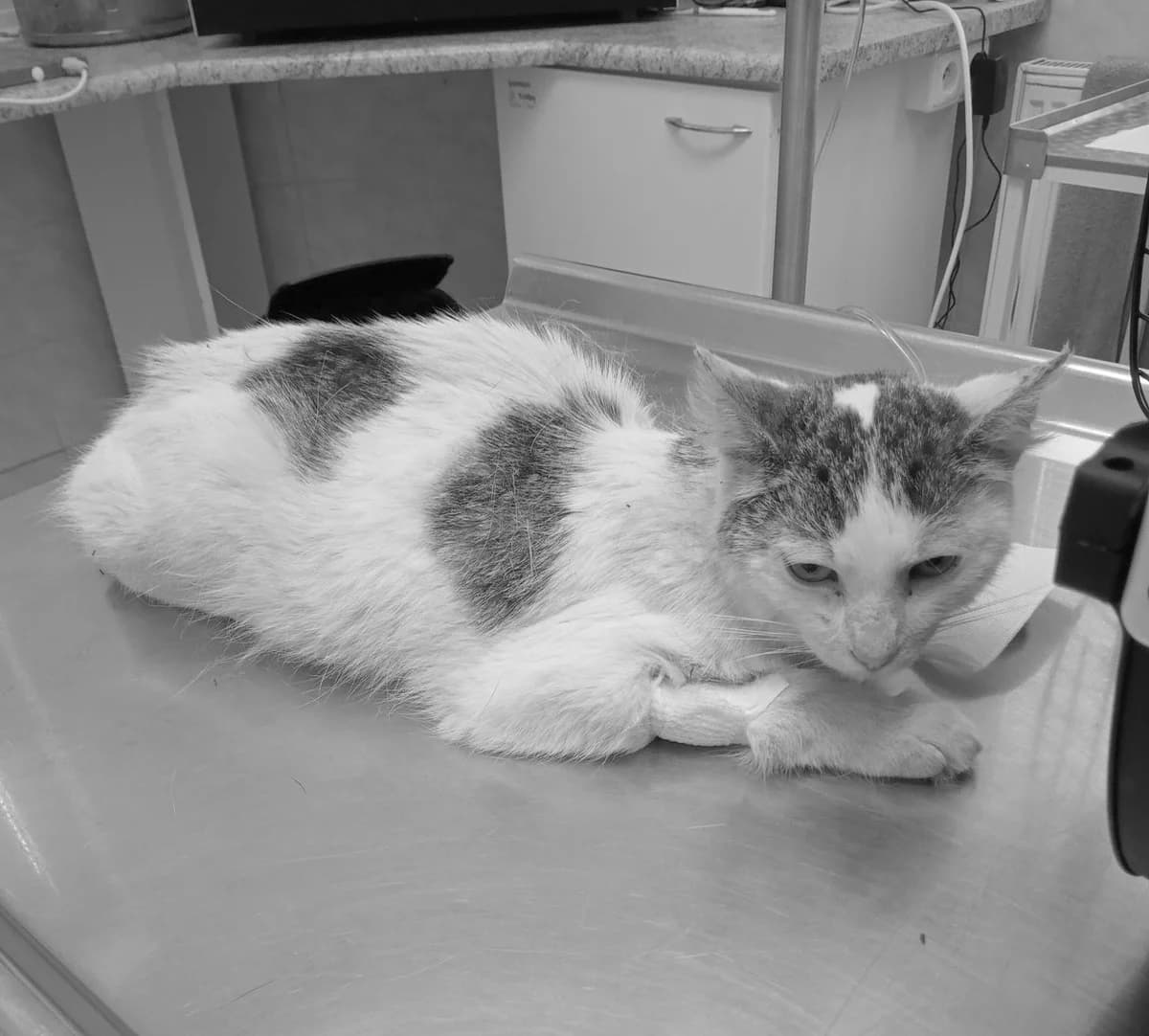 Asher, male Mixed Breed for adoption at Cool Critters