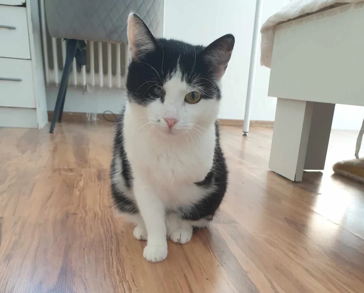 Abbey Moon,  Mixed Breed for adoption at Cool Critters