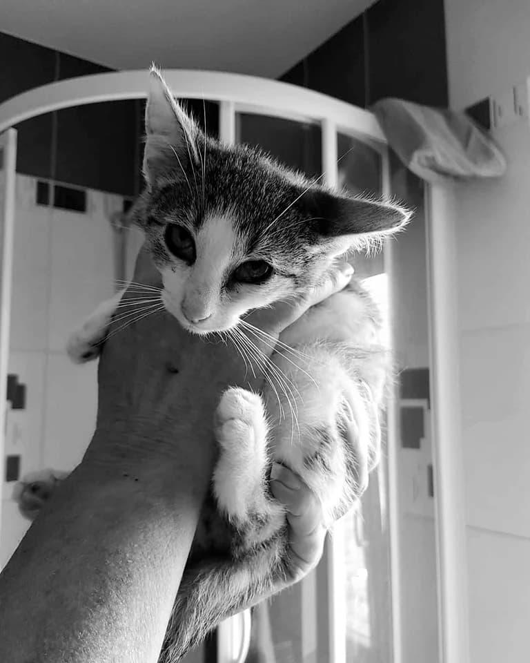 Maximilian, male Mixed Breed for adoption at Cool Critters