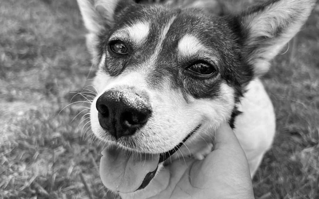 Flori, female Mixed Breed for adoption at Cool Critters