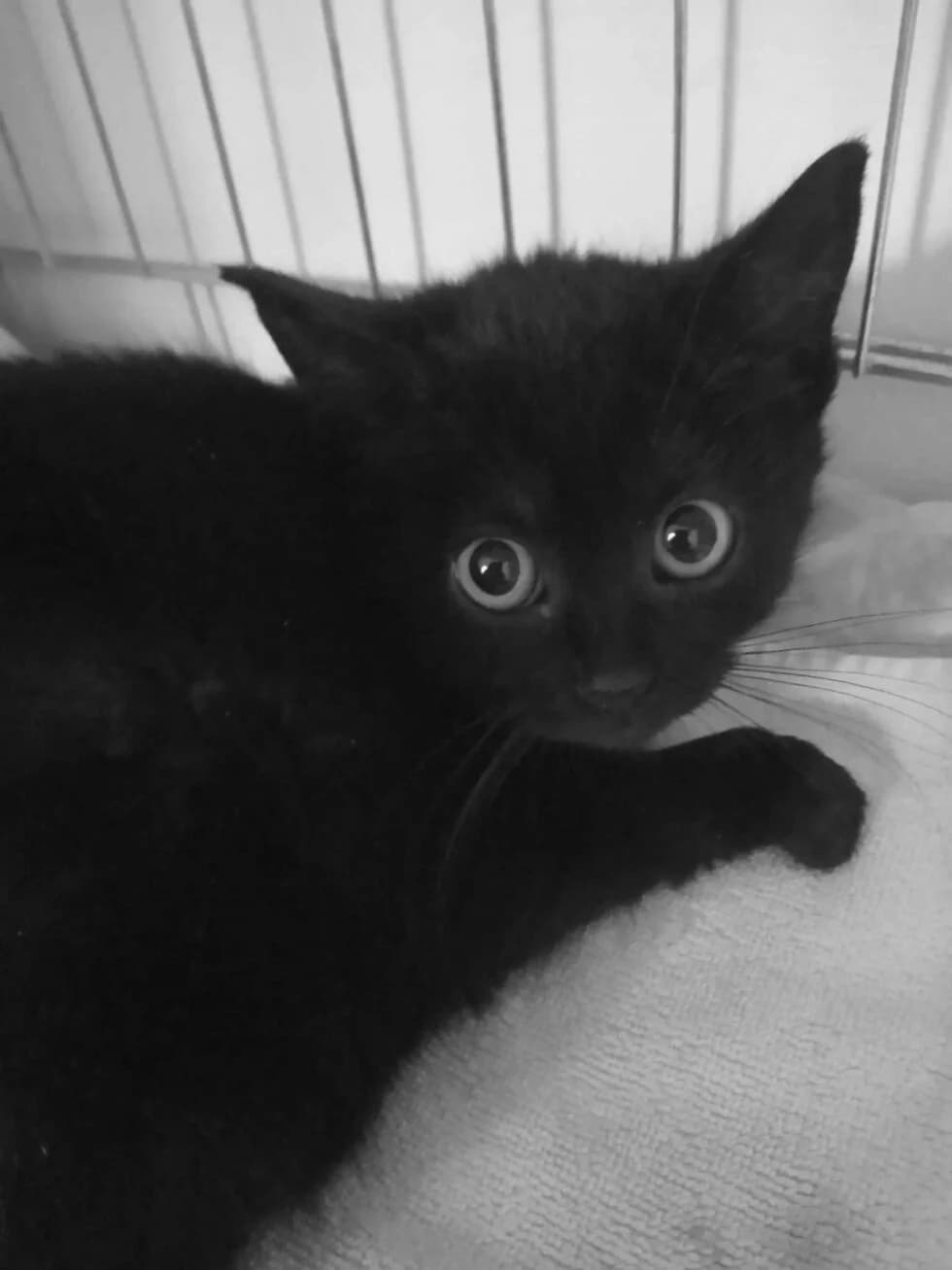 Promise, male Mixed Breed for adoption at Cool Critters