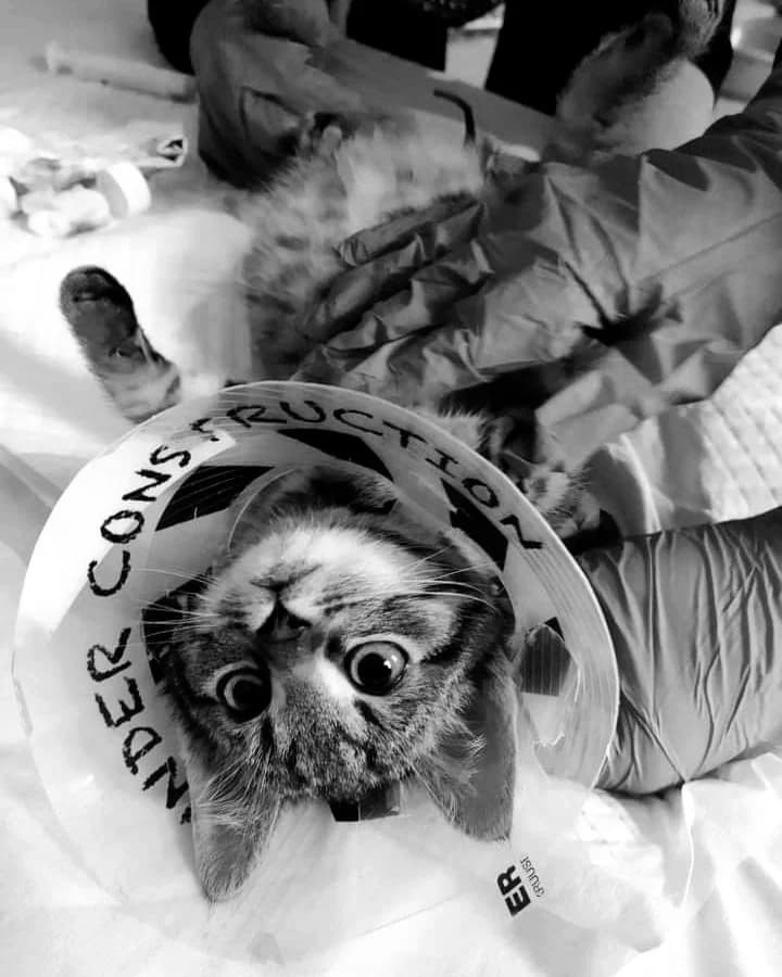 Samson, male Mixed Breed for adoption at Cool Critters