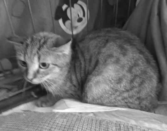 Myrtle, female Mixed Breed for adoption at Cool Critters